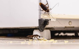 7 cách đơn giản để đuổi gián ra khỏi nhà