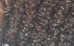 Trở về nhà sau thời gian đi vắng, chủ nhà chết lặng trước cảnh tượng ở phòng ngủ: Số lượng lên tới 25.000