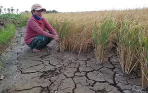 Ứng phó với siêu El Nino: Không thể chờ đến mùa khô mới chống hạn