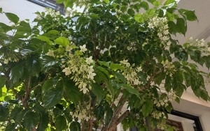 5 cây nở hoa trong nhà báo hiệu phong thủy rất tốt