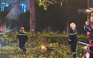 TPHCM: Nhánh cây lớn rơi trúng xe máy, hai vợ chồng thương vong