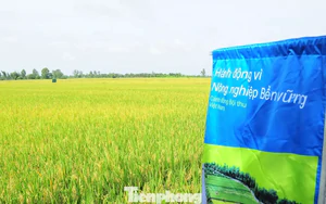 Cần Thơ đẩy mạnh sử dụng phân bón hữu cơ để giảm phát thải
