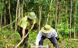 Giữ rừng bền vững, mở lối thị trường tín chỉ carbon
