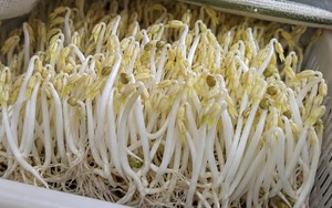 Lời khuyên đến tất cả các gia đình đang trồng giá đỗ