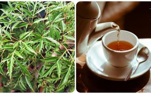 Lá đinh lăng nấu nước uống có tác dụng gì?