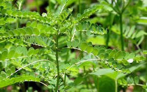 Lợi ích của cây chó đẻ