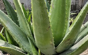 4 lý do nên trồng cây nha đam trong nhà