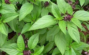 5 lý do nên trồng cây húng quế trong nhà