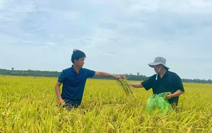 Khi đất được nuôi dưỡng, người trồng lúa đổi cách làm