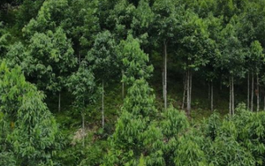Loại cây gỗ quý giúp Việt Nam vượt Trung Quốc trở thành ông trùm thế giới: Từ vỏ đến lá đều hái ra tiền, Mỹ liên tục lùng mua