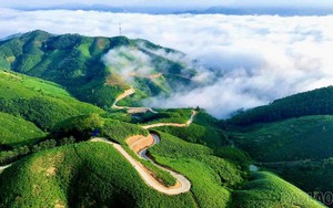 Siêu vùng 143.000ha của Việt Nam: Nắm giữ loài cây "chạm mây", cứ trồng là hái ra tiền triệu USD