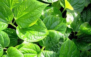 4 lý do nên trồng cây lá lốt trong nhà