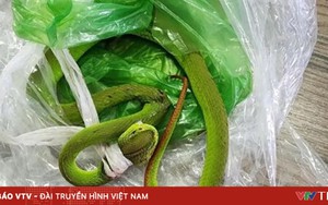 Bé 7 tháng tuổi bị rắn lục đuôi đỏ cắn khi đang ngồi chơi