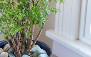 Vì sao nhiều gia đình trồng 1 cây đinh lăng trước nhà? Hóa ra không chỉ để lấy lá ăn