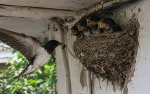 4 vật vào nhà làm tổ báo hiệu phong thủy rất tốt