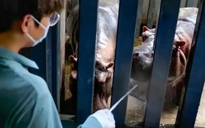 Lời thú nhận của một thạc sĩ 28 tuổi làm nhân viên chăm sóc hà mã, phải dọn 250kg rác thải mỗi ngày