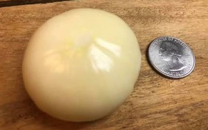 Trồng tỏi gần 1 năm, người đàn ông 67 tuổi đào lên rồi sững sờ: Một kỷ lục thế giới mới được xác lập!
