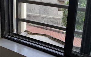 Thấy rắn nằm bên cửa sổ nên làm gì đầu tiên?