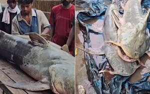 Phát hiện hàng loạt cá lạ sau lũ quét ở Nepal