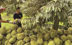 Trung Quốc vừa cấp thêm gần 570 mã vùng trồng sầu riêng Việt Nam