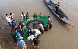 Bắt được "quái ngư" 300kg ở sông Mekong: Lập kỷ lục thế giới, hàng động sau đó khiến người người kinh ngạc
