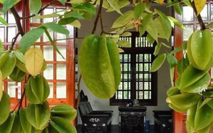 Vì sao nhiều gia đình trồng cây khế trong sân? Hóa ra không chỉ để lấy quả