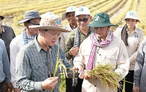 Một đối thủ của gạo Việt Nam, Thái Lan liên tiếp đón tin vui, đang sở hữu giống lúa nhận danh hiệu ngon nhất thế giới 7 lần liên tiếp