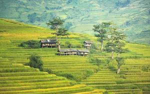 Đến Sa Pa mùa lúa chín, ngoài săn ảnh còn có một cách khác để ngắm núi rừng Tây Bắc