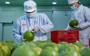 Bức tranh nhiều điểm sáng của xuất khẩu nông sản