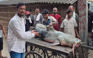 Phát hiện loạt cá lạ có con nặng tới 45kg sau lũ Nepal, người ăn vào bị ốm: Chính quyền lập tức cảnh báo