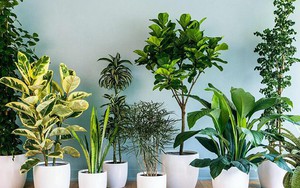 5 lời khuyên cho những gia đình trồng cây trong nhà