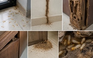 Phát hiện tổ mối trong nhà nên làm gì đầu tiên?