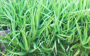 Lời khuyên đến tất cả các gia đình đang trồng cây nha đam