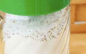 Thấy kiến trong hũ đường nên làm gì đầu tiên?