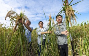 Trung Quốc kích hoạt "siêu giống lúa" có thể thay đổi ngành lương thực: Bùng nổ năng suất