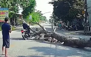 Người đàn ông đi đường bị cây gỗ đè tử vong