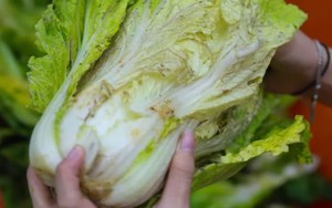 Lời khuyên cho các gia đình hay để rau trong tủ lạnh