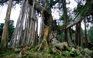 Chuyện khó tin về cây đa Thần Rùa nghìn tuổi ở Hà Nội