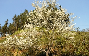 Rực rỡ sắc hoa cây mận 50 tuổi 'đẹp nhất Tây Bắc' chào Xuân