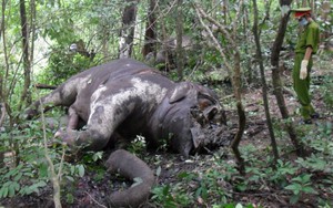 Đắk Lắk: Chú voi 3 tháng tuổi chết trong rừng sâu