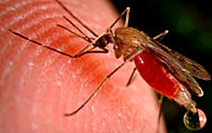 Báo động đỏ sốt rét kháng thuốc