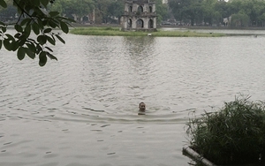 Lạ kỳ nam thanh niên bơi cùng cụ rùa Hồ Gươm