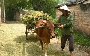 Mối lo làng quê: Nằng nặc xin trả ruộng