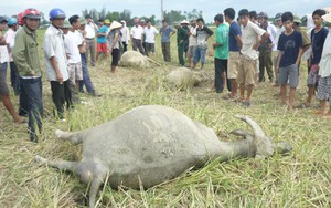 Hà Tĩnh: Điện giật chết... 3 con trâu