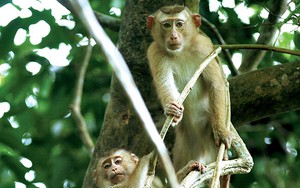 Sự tàn ác của cuộc tận diệt loài khỉ ở Việt Nam