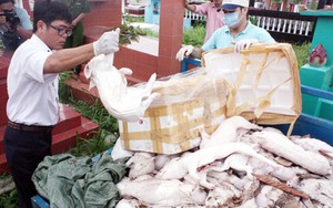 Làm giả con dấu thú y để bán thịt thối