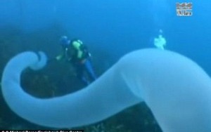 Phát hiện con sâu biển khổng lồ dài 30m có thân hình tự phát sáng
