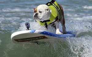 Kỳ lạ: Cuộc thi lướt sóng dành cho chó