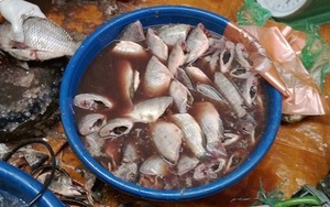 Bún cá: món khoái khẩu làm từ cá ươn, cá thối