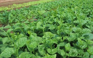9 tác dụng của rau mồng tơi không nên bỏ qua